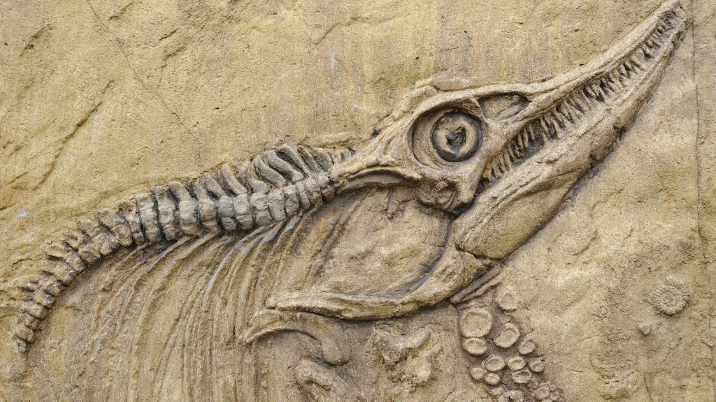 Fossil Background